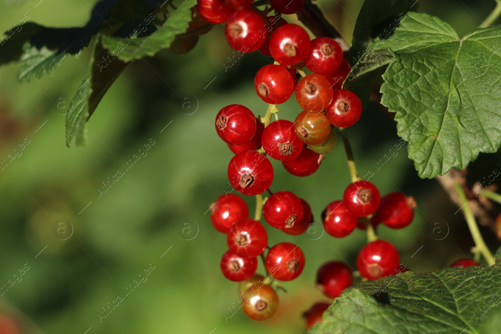 Photo of Closeup view of red currant bush with ripening berries outdoors on sunny day. Space for text