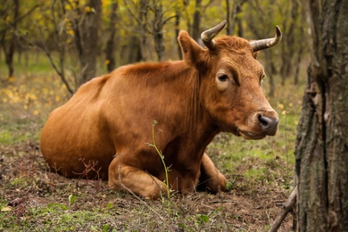 Red cow resting on pasture. Farm animal