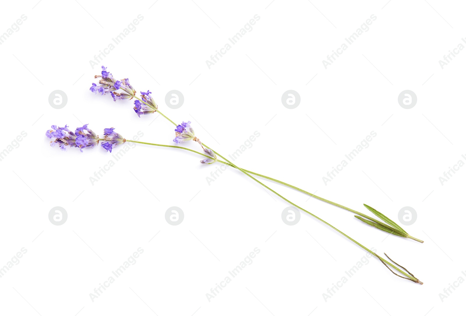 Photo of Beautiful blooming lavender flowers on white background