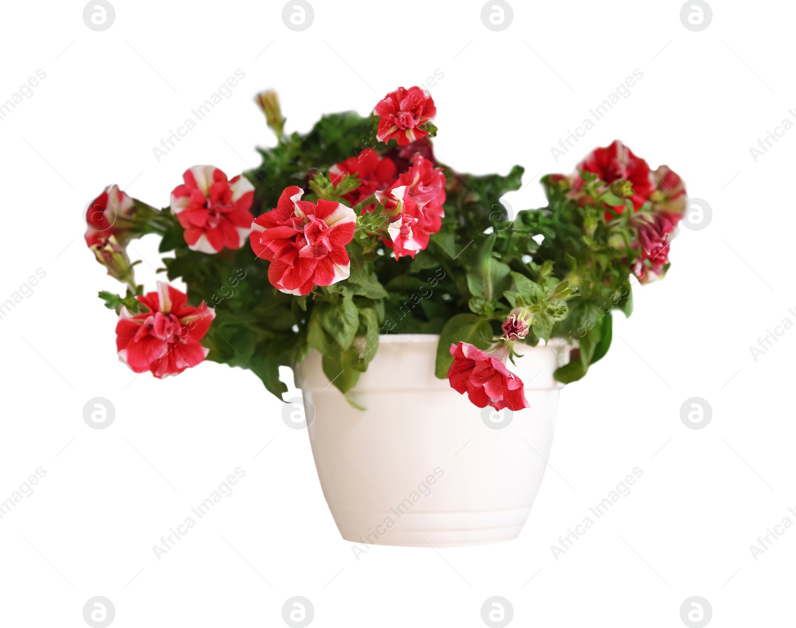 Image of Beautiful red flowers in plant pot on white background 