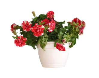 Beautiful red flowers in plant pot on white background 