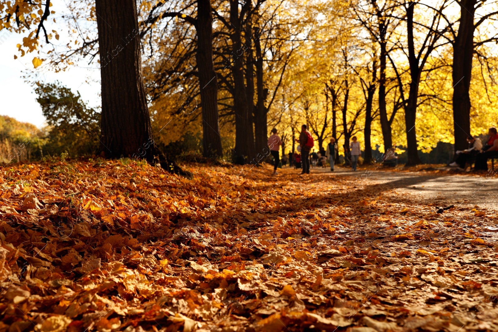 Photo of Beautiful fallen golden leaves in park. Autumn season