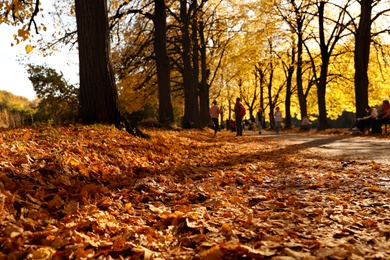 Beautiful fallen golden leaves in park. Autumn season