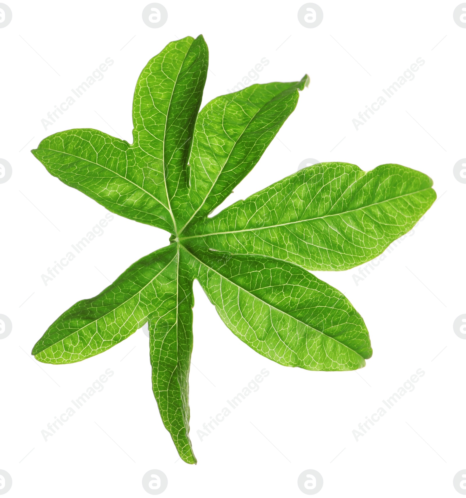 Photo of Passiflora leaf isolated on white. Passion fruit plant