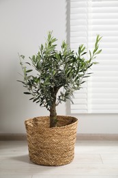 Pot with olive tree on floor in room. Interior element