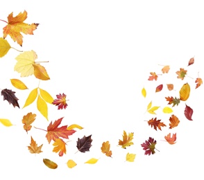 Many autumn leaves moving by gust wind on white background