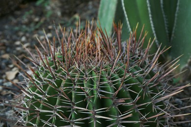 Closeup view of beautiful cactus growing outdoors
