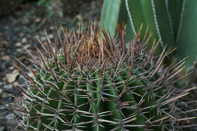 Photo of Closeup view of beautiful cactus growing outdoors