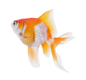 Beautiful bright small goldfish isolated on white