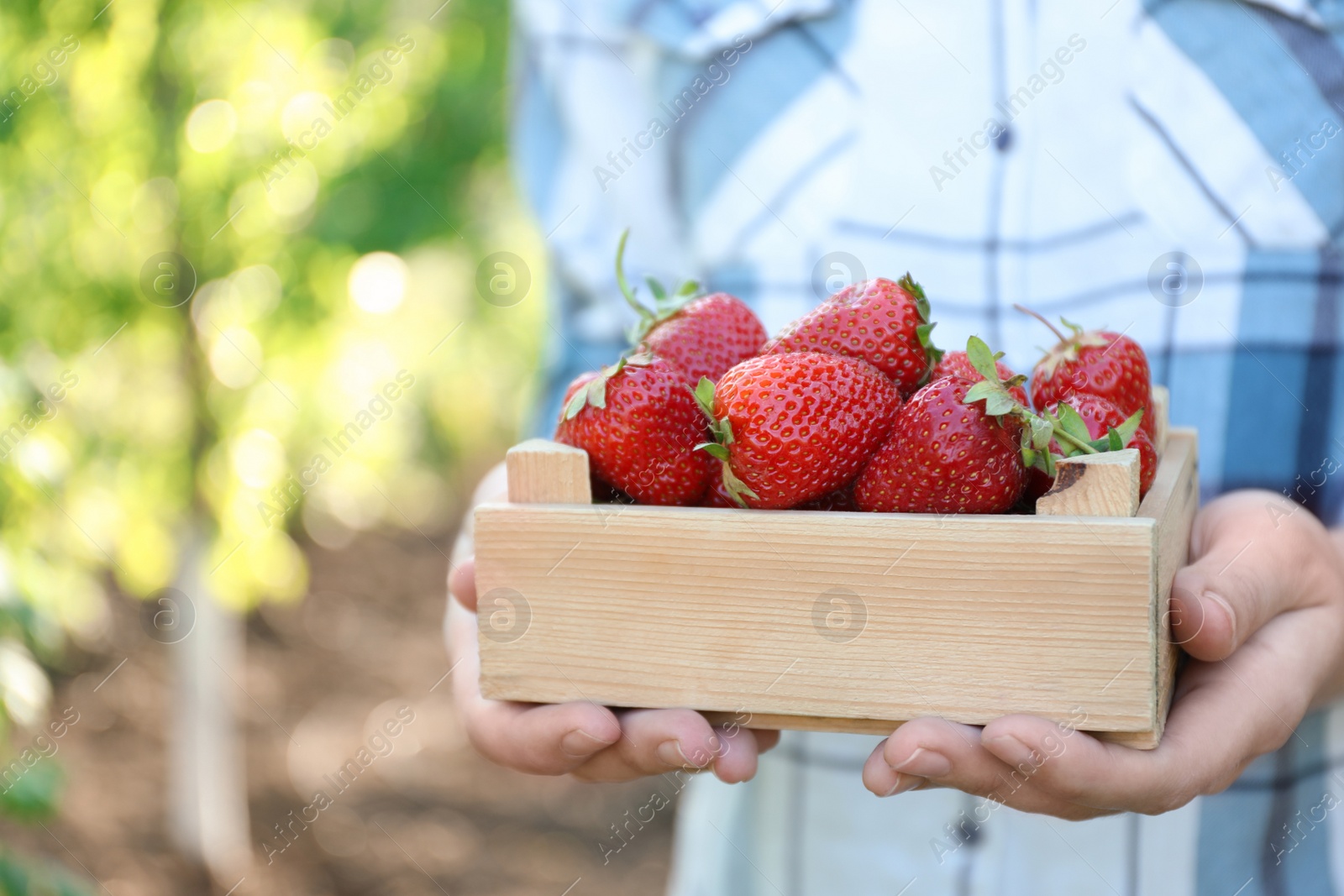 Photo of Woman holding wooden crate with ripe strawberries outdoors, closeup