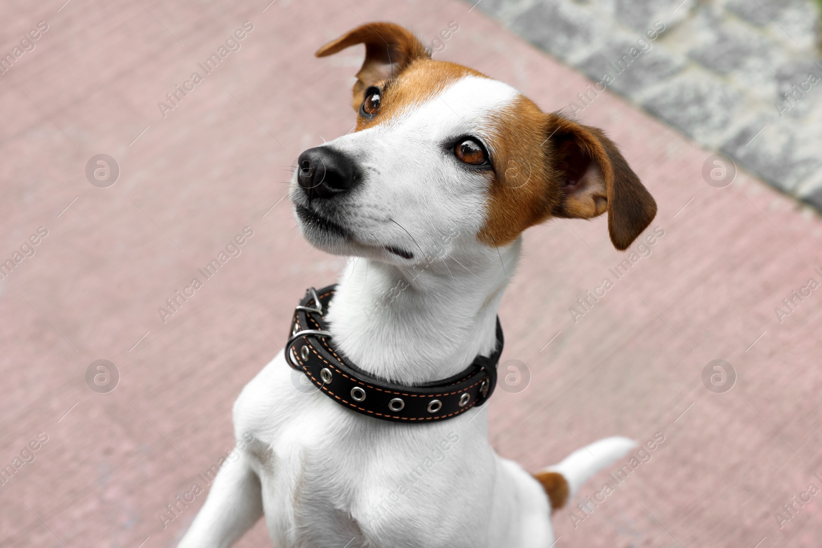 Photo of Beautiful Jack Russell Terrier in black leather dog collar outdoors