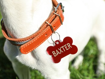 Image of Dog in collar with metal tag on green grass outdoors, closeup