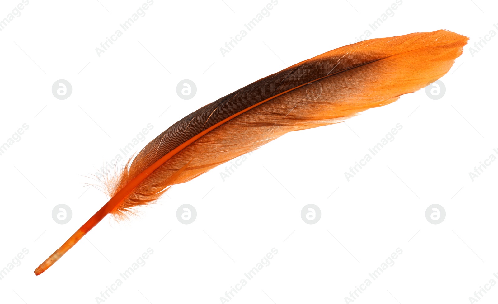 Photo of Beautiful orange bird feather isolated on white