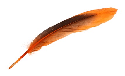 Beautiful orange bird feather isolated on white