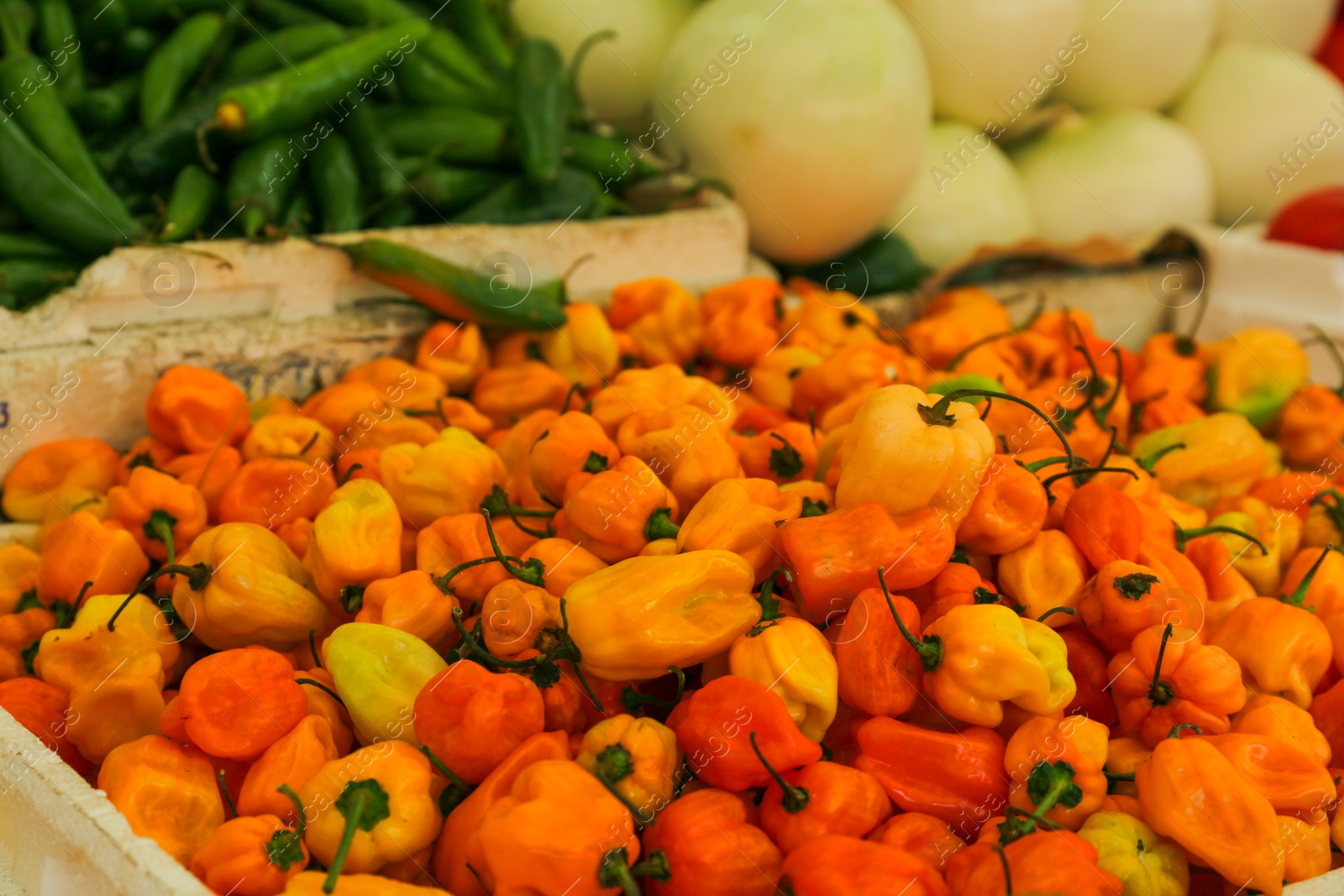 Photo of Heap of fresh Cascabel chili peppers on counter at market, closeup