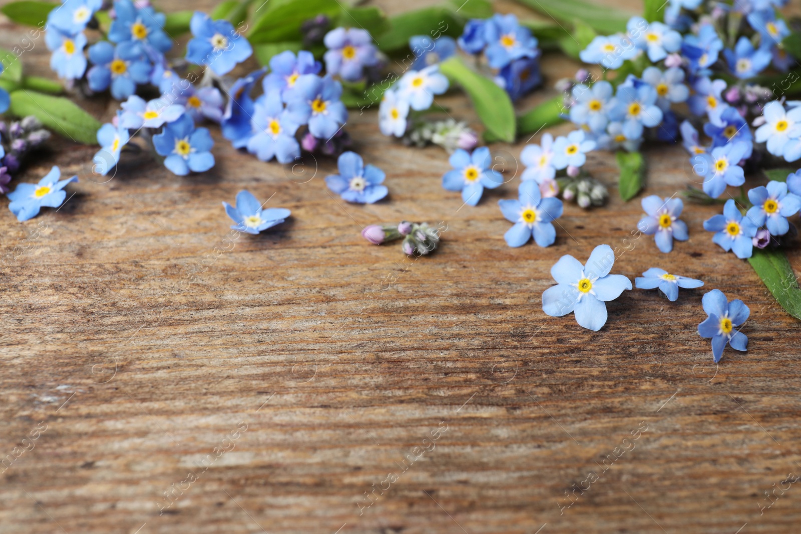 Photo of Beautiful forget-me-not flowers on wooden background, space for text