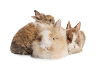 Photo of Cute fluffy pet rabbits isolated on white