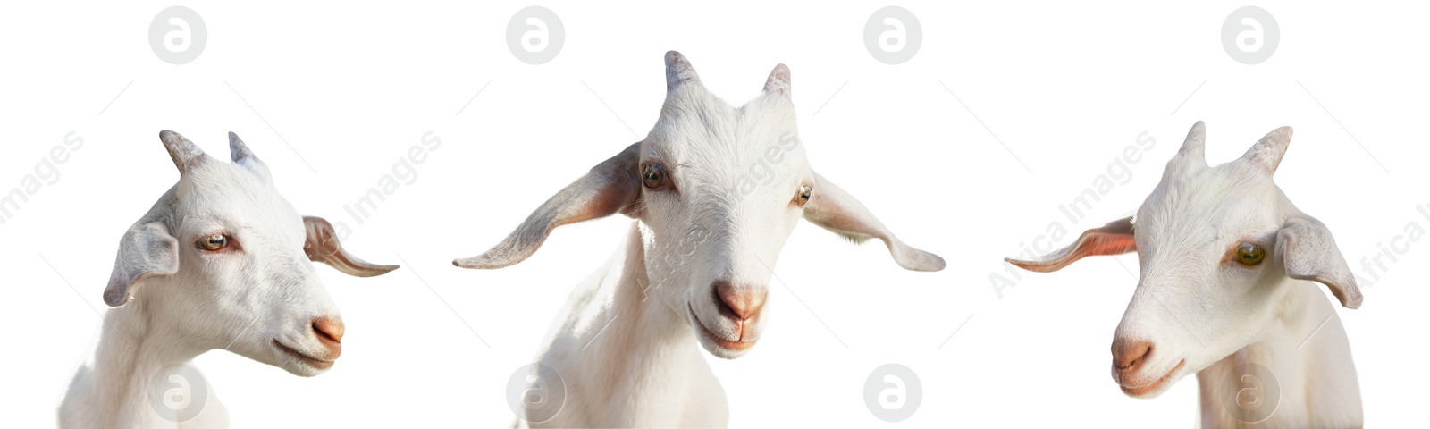 Image of Cute goats isolated on white. Farm animal