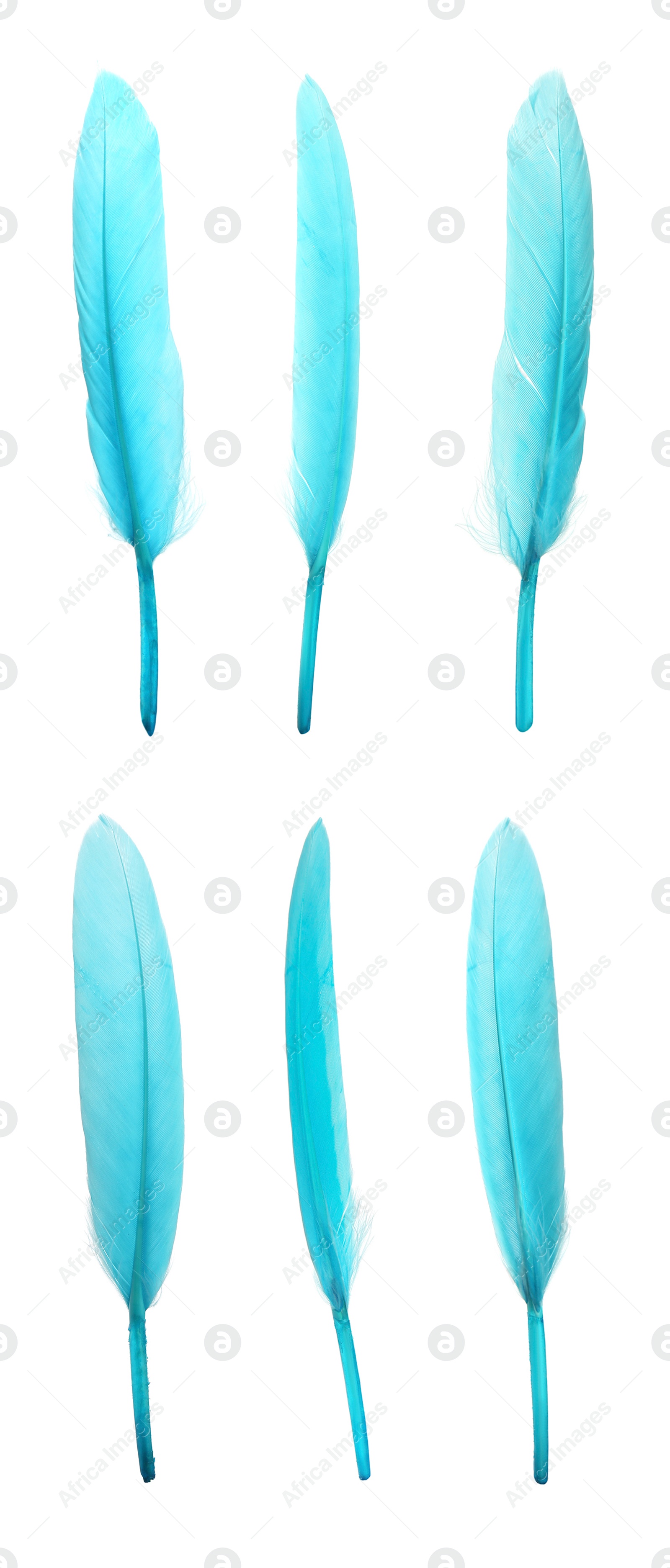 Image of Beautiful light blue feathers isolated on white, set