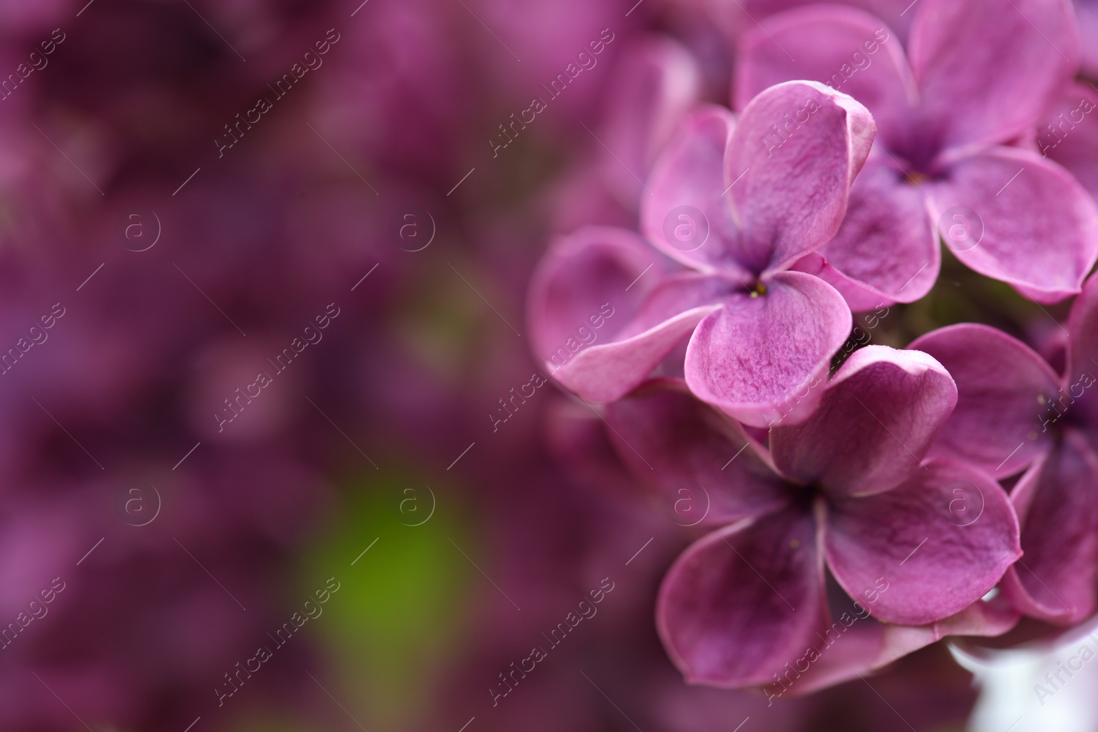 Photo of Beautiful blossoming lilac flowers on blurred background, closeup. Space for text