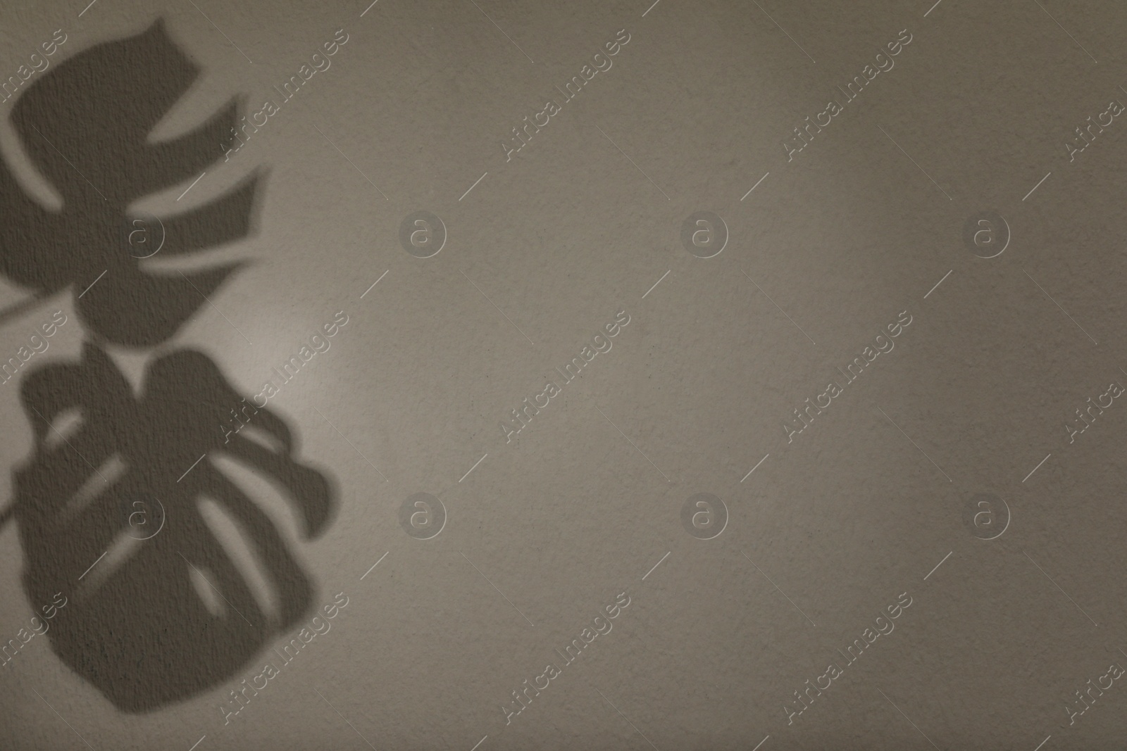 Photo of Shadows of monstera leaves on light wall, space for text