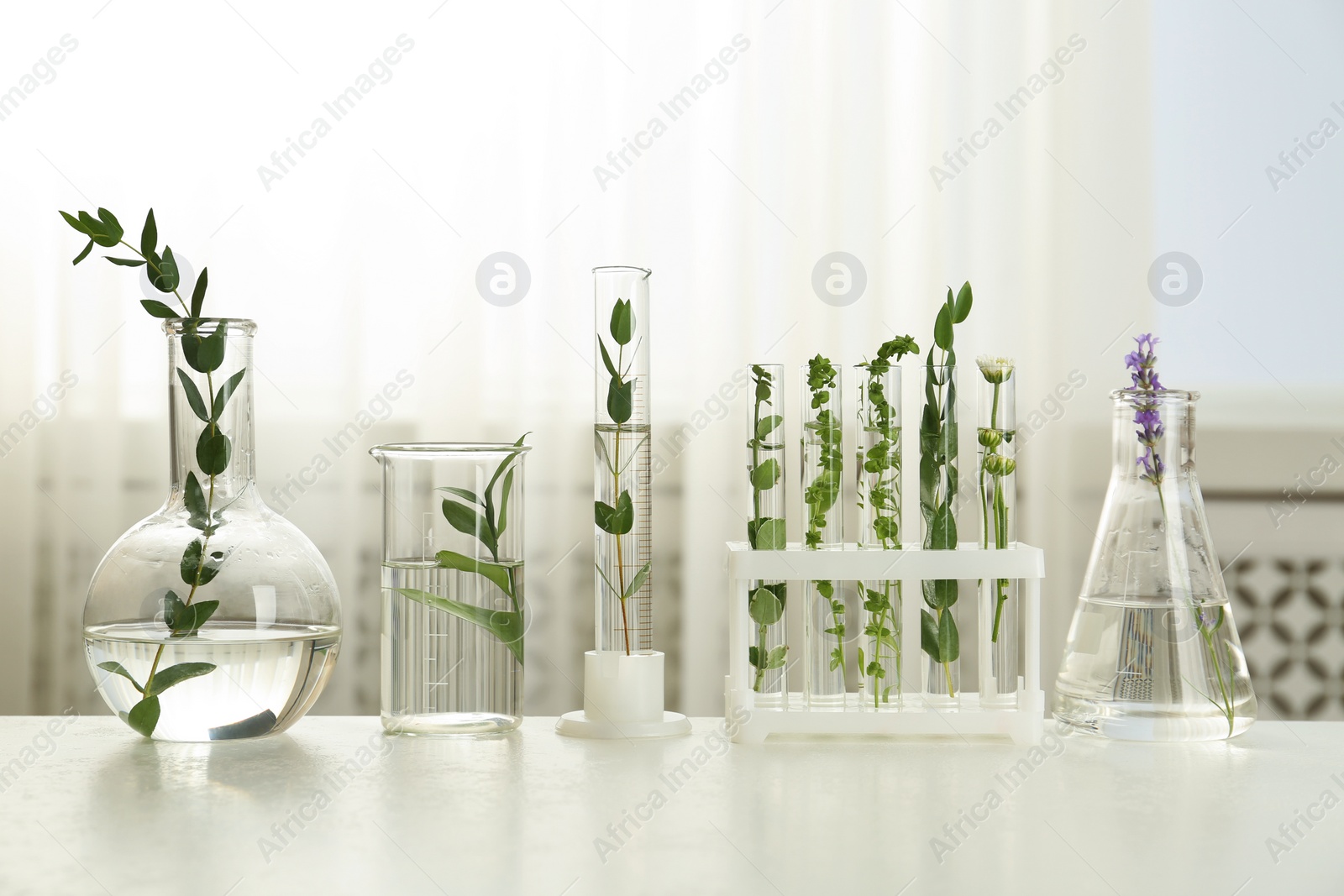 Photo of Test tubes and other laboratory glassware with different plants on table indoors