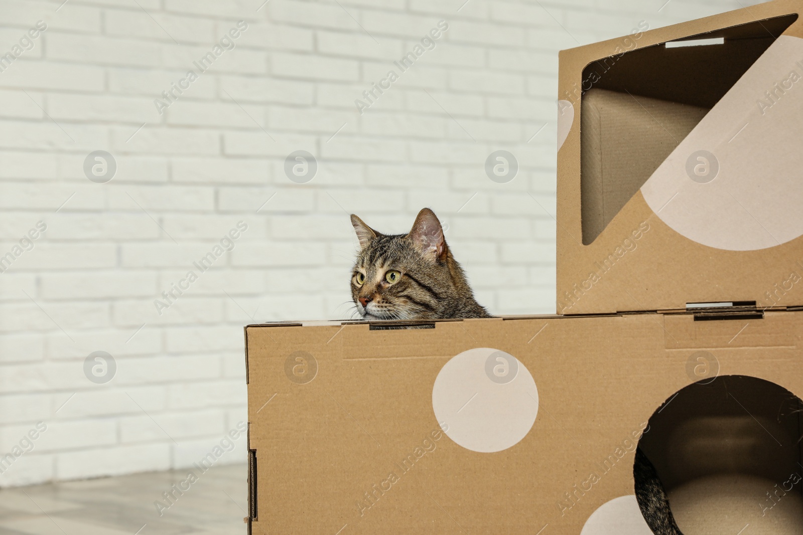 Photo of Cute tabby cat inside cardboard house in room. Friendly pet