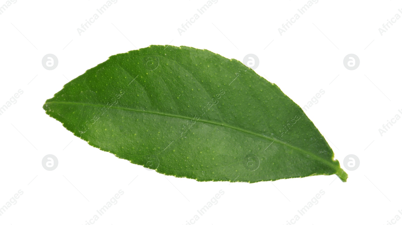 Photo of Fresh green citrus leaf on white background