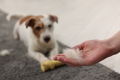 Photo of Pet shedding. Man showing pile of dog's hair to Jack Russell Terrier at home, closeup
