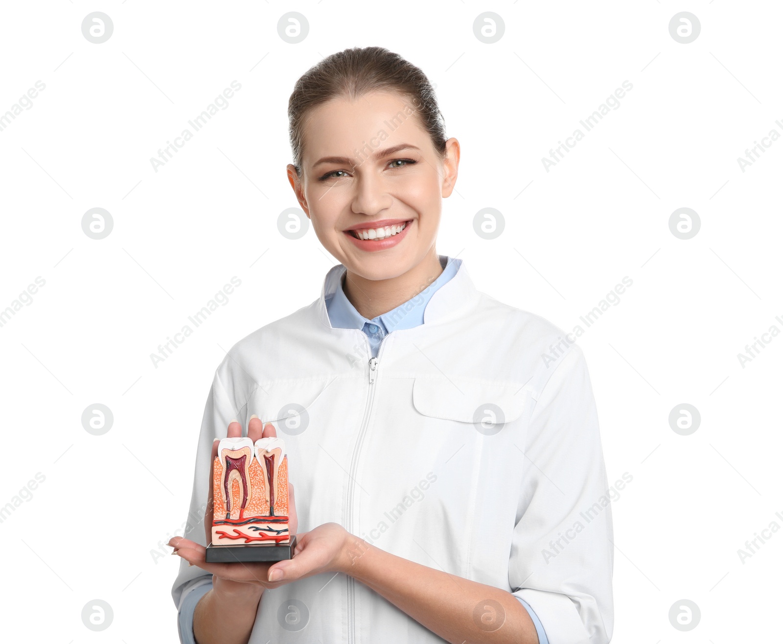 Photo of Female dentist holding teeth model on white background