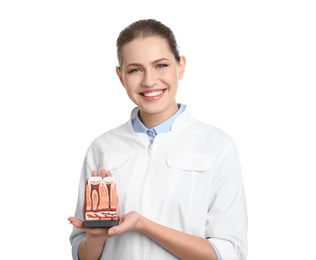 Photo of Female dentist holding teeth model on white background