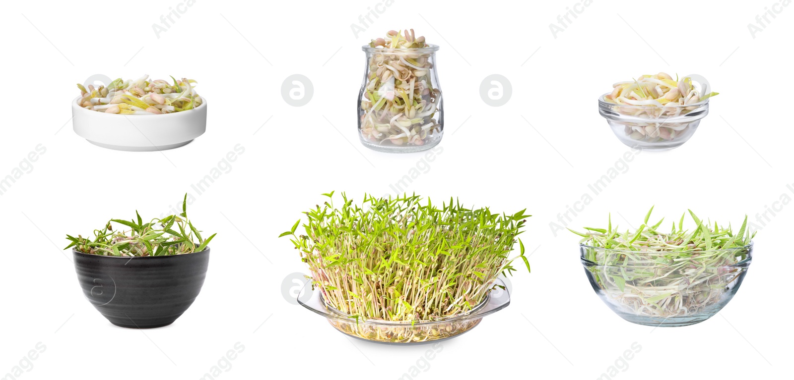 Image of Many mung bean sprouts on white background