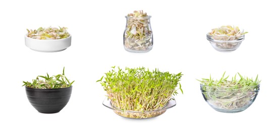 Image of Many mung bean sprouts on white background