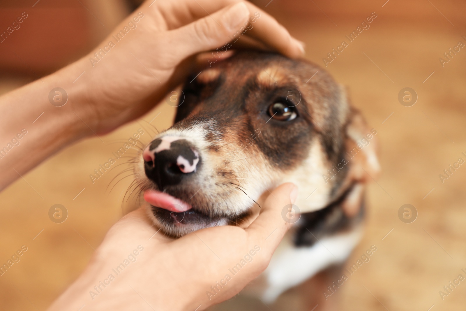 Photo of Woman stroking homeless dog in animal shelter, closeup. Concept of volunteering