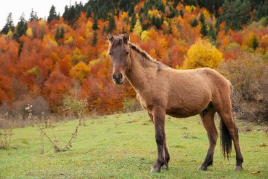 Brown horse in mountains on sunny day. Beautiful pet