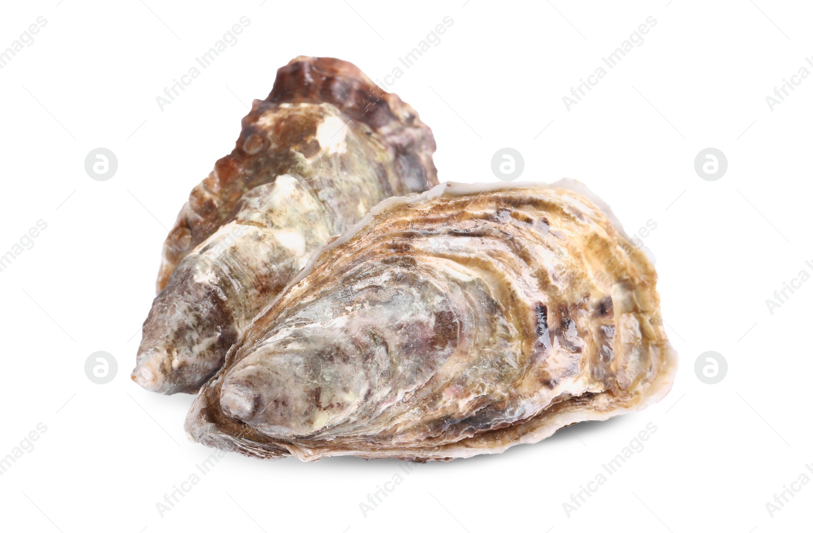 Photo of Fresh raw closed oysters on white background