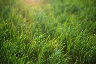 Photo of Young green grass with dew drops in field on spring morning