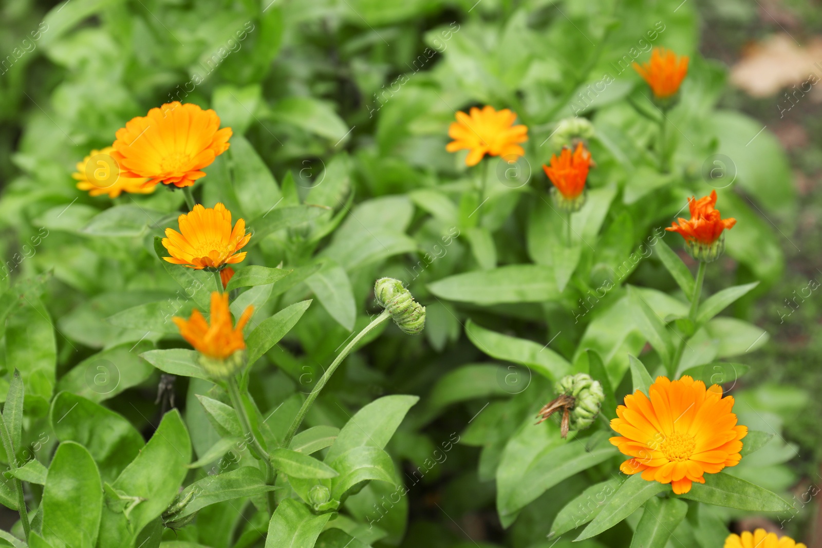 Photo of Beautiful colorful calendula flowers growing in garden