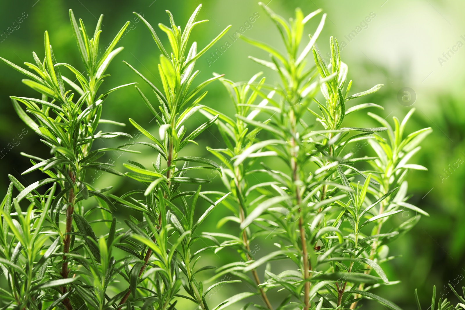 Photo of Twigs of fresh rosemary on blurred background, closeup