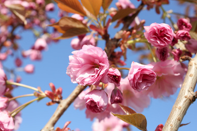 Photo of Closeup view of sakura tree with beautiful blossom outdoors. Japanese cherry