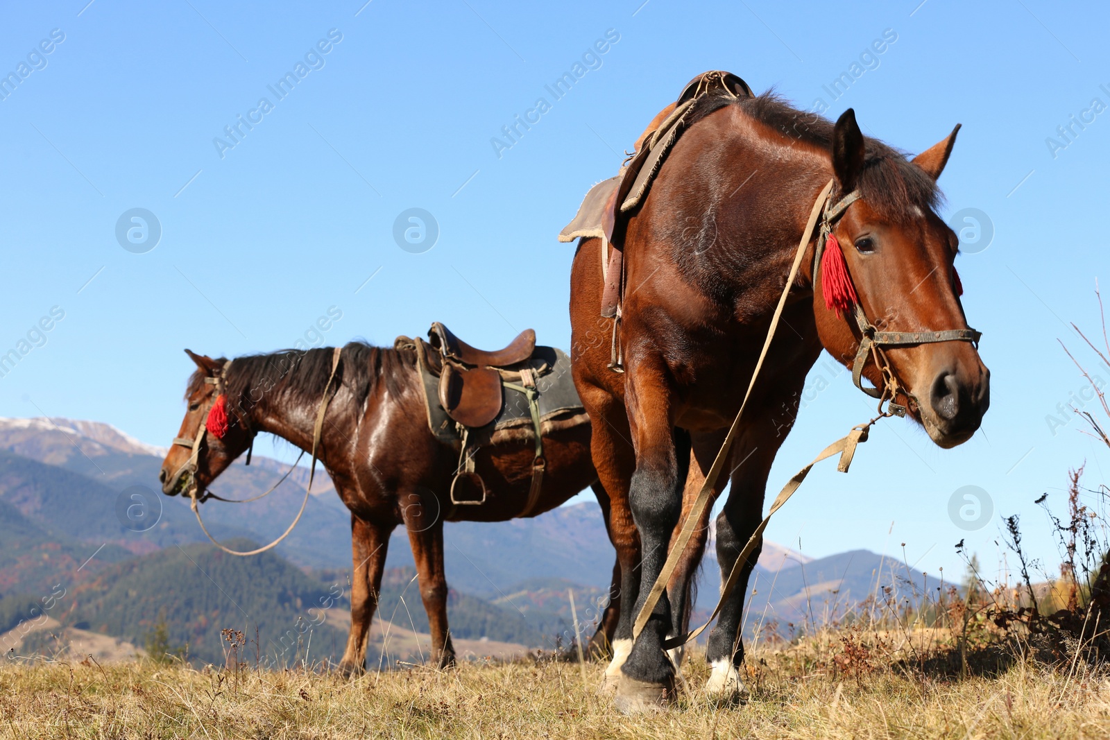 Photo of Beautiful horses on pasture in mountains. Lovely pets