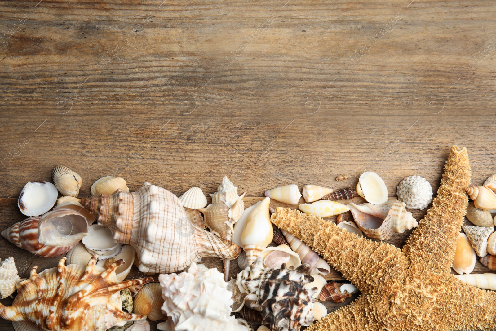 Photo of Sea shells on wooden background, flat lay. Space for text