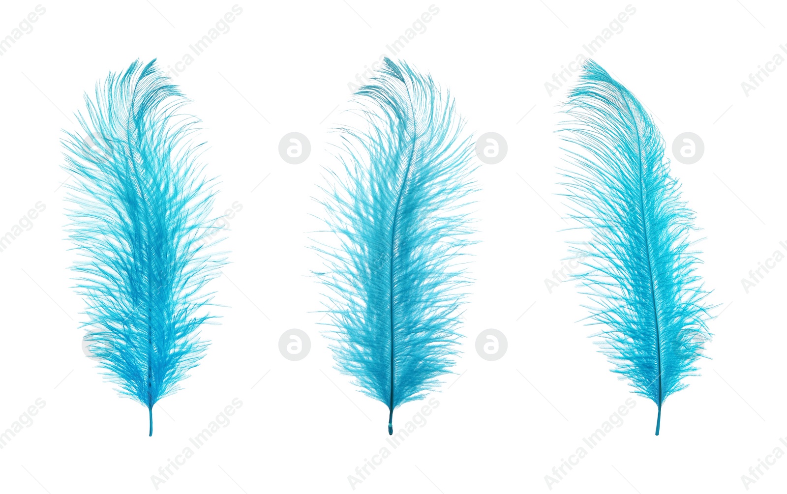 Image of Beautiful light blue feathers isolated on white, set