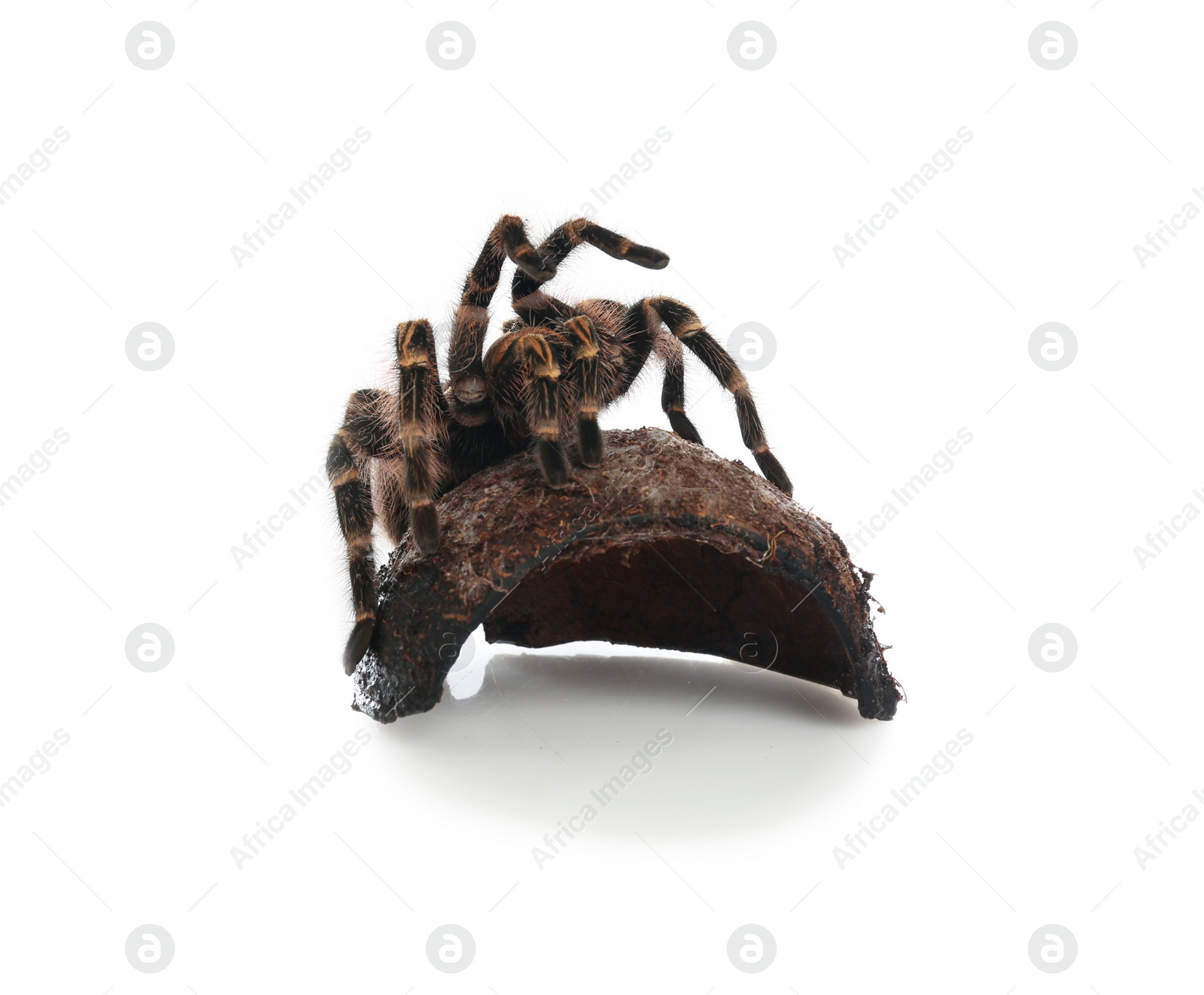 Photo of Striped knee tarantula (Aphonopelma seemanni) and coconut shell isolated on white