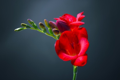 Beautiful freesia flower on dark background