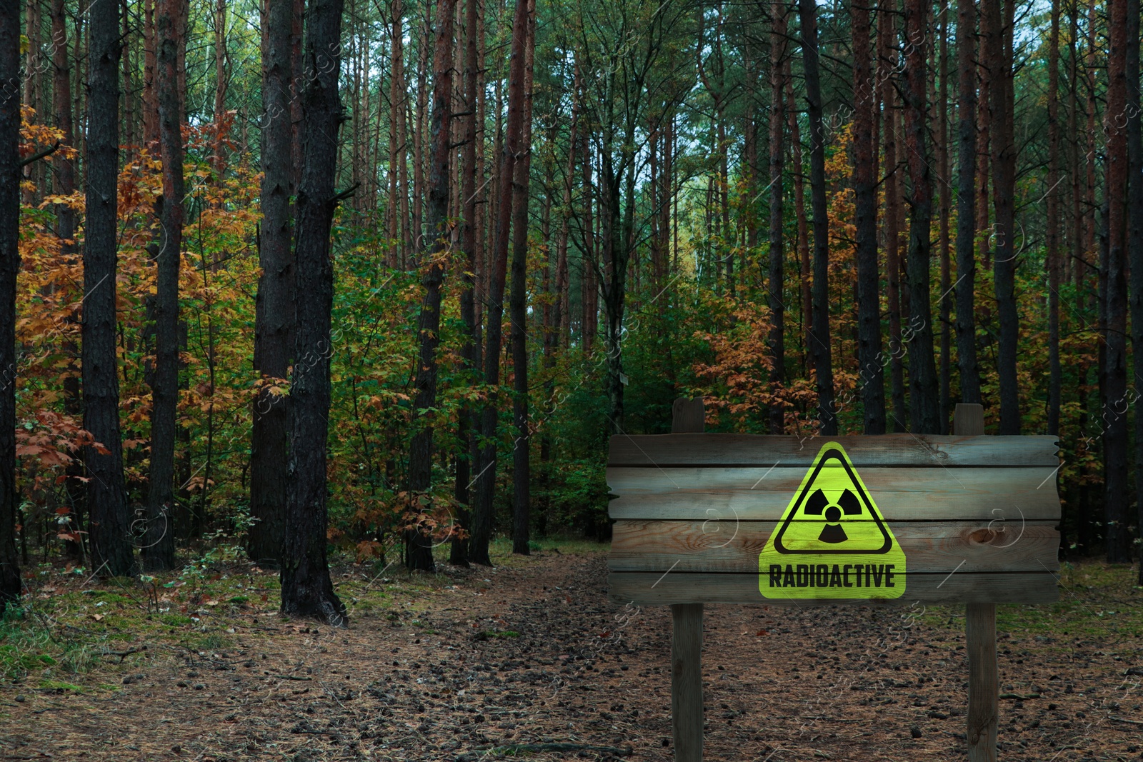 Image of Radioactive pollution. Yellow warning sign with hazard symbol in forest