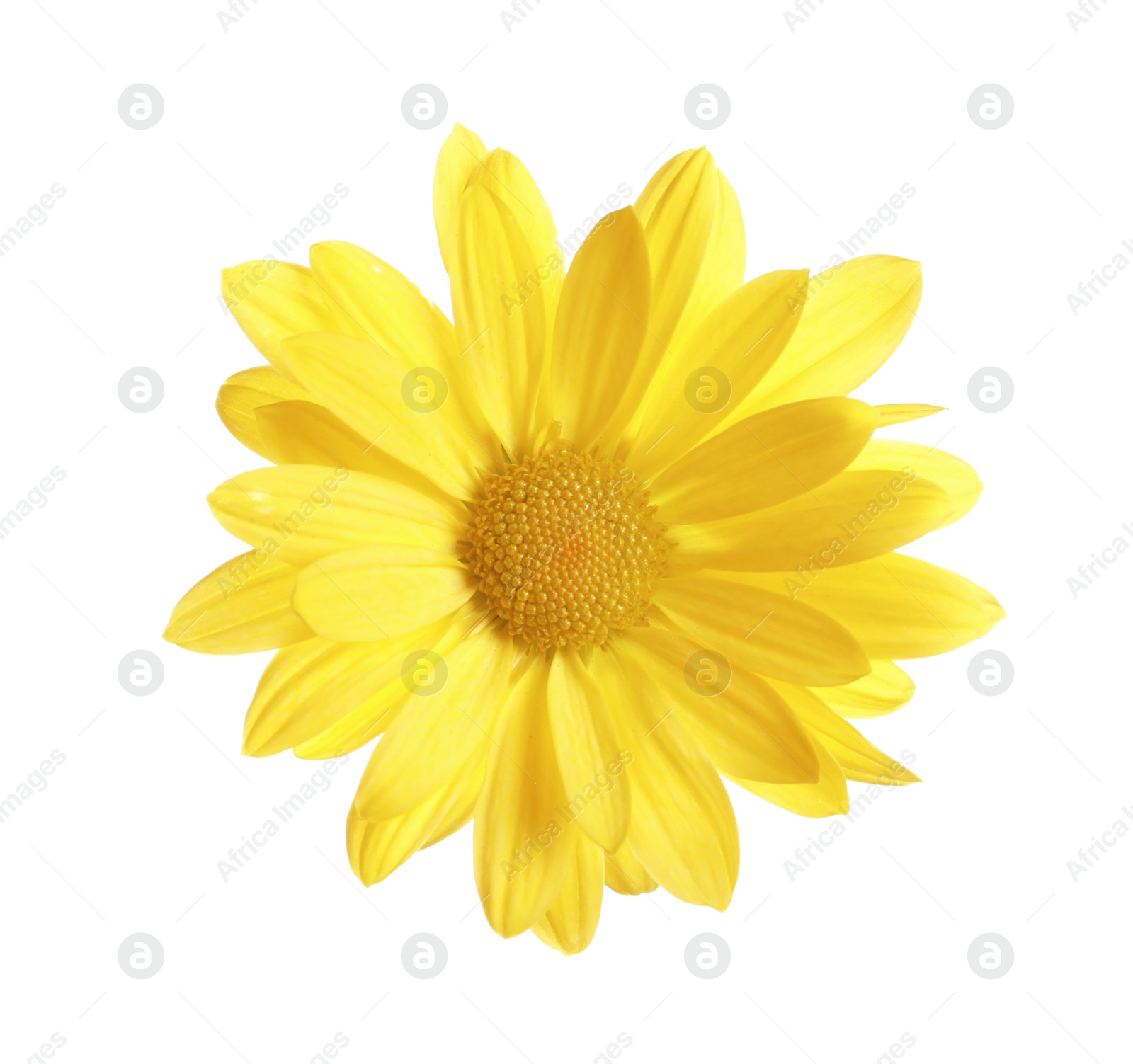 Photo of Beautiful and delicate chamomile flower on white background