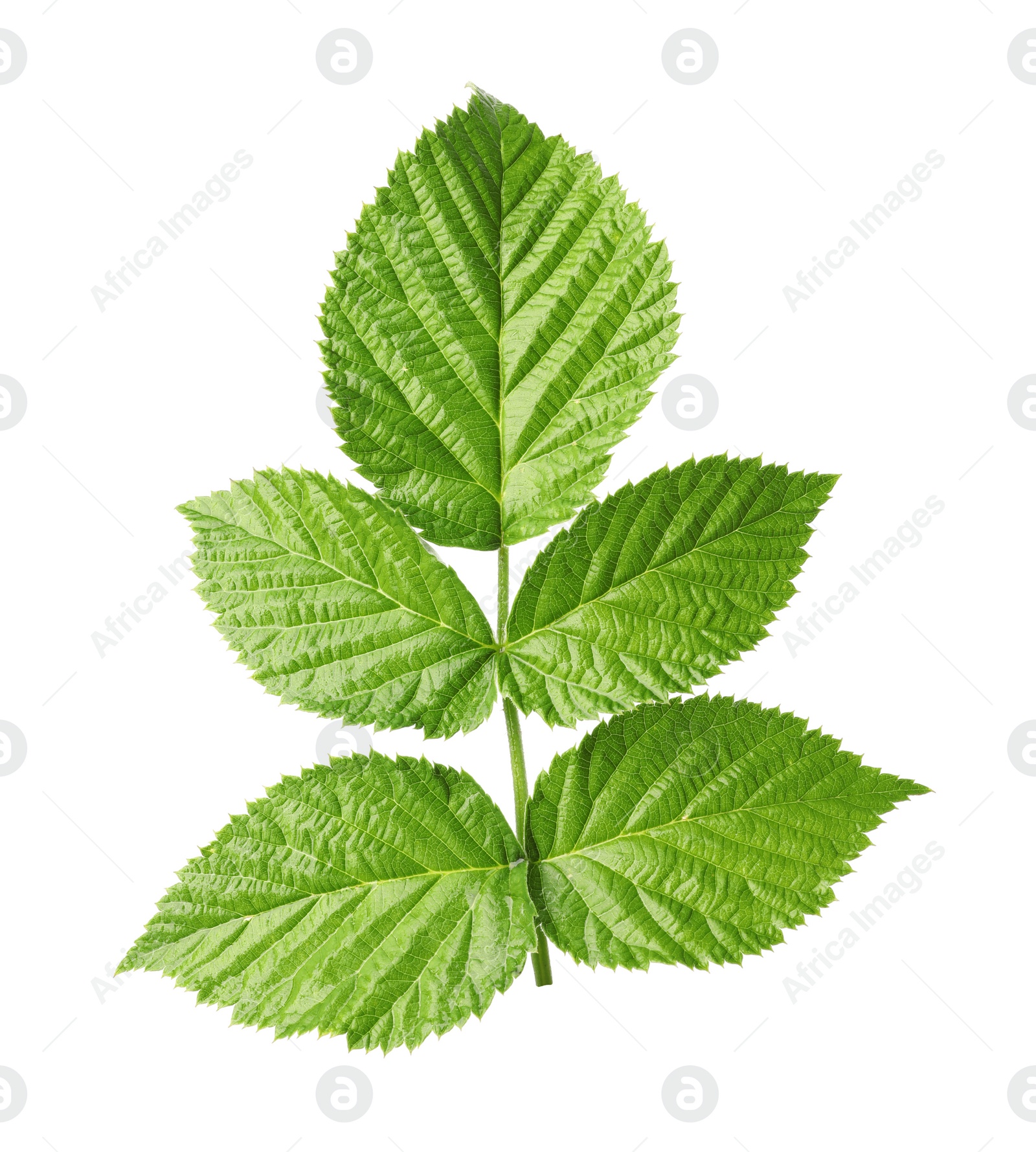 Photo of Fresh green raspberry leaves on white background