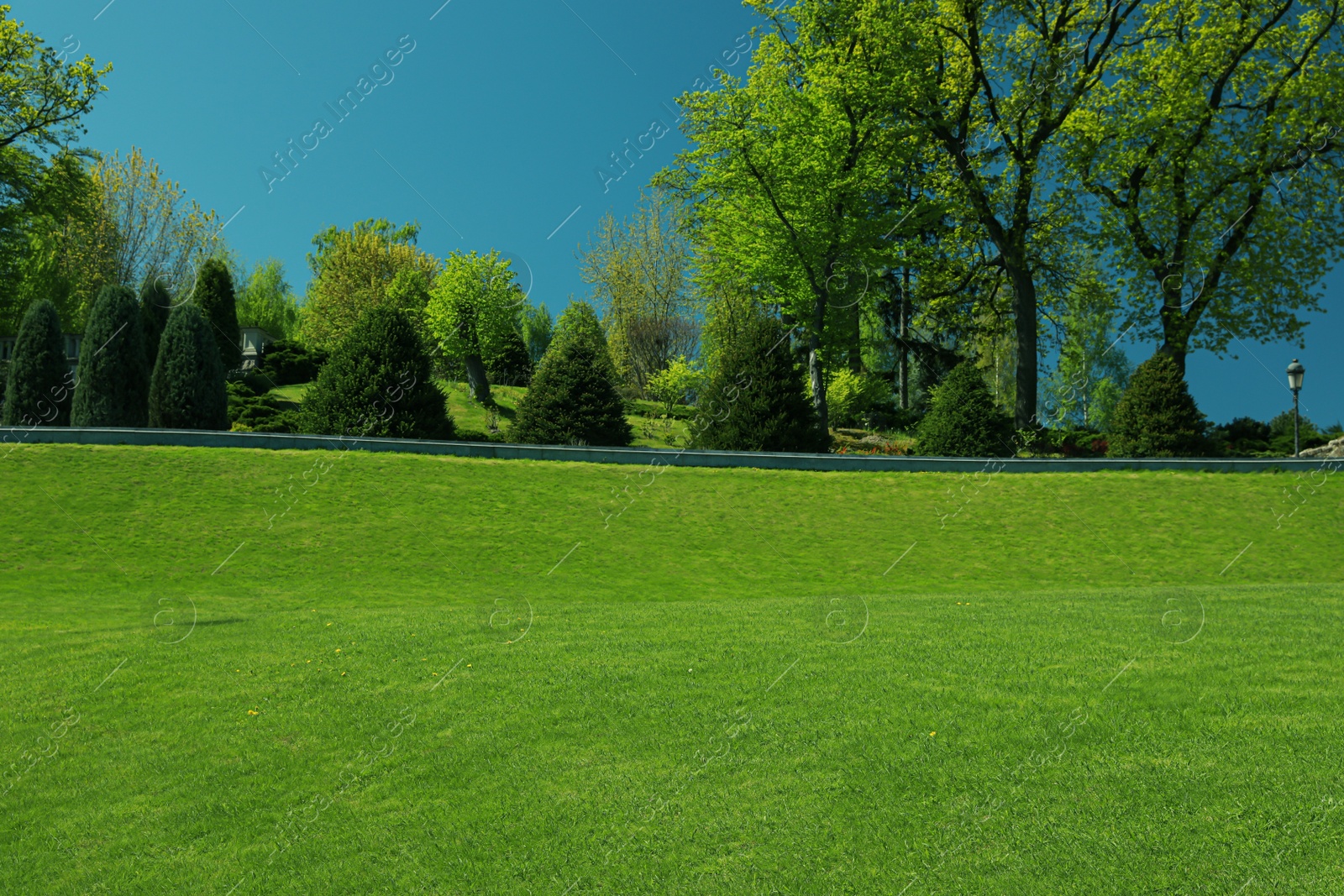 Photo of Beautiful view of landscape with fresh green grass and trees outdoors