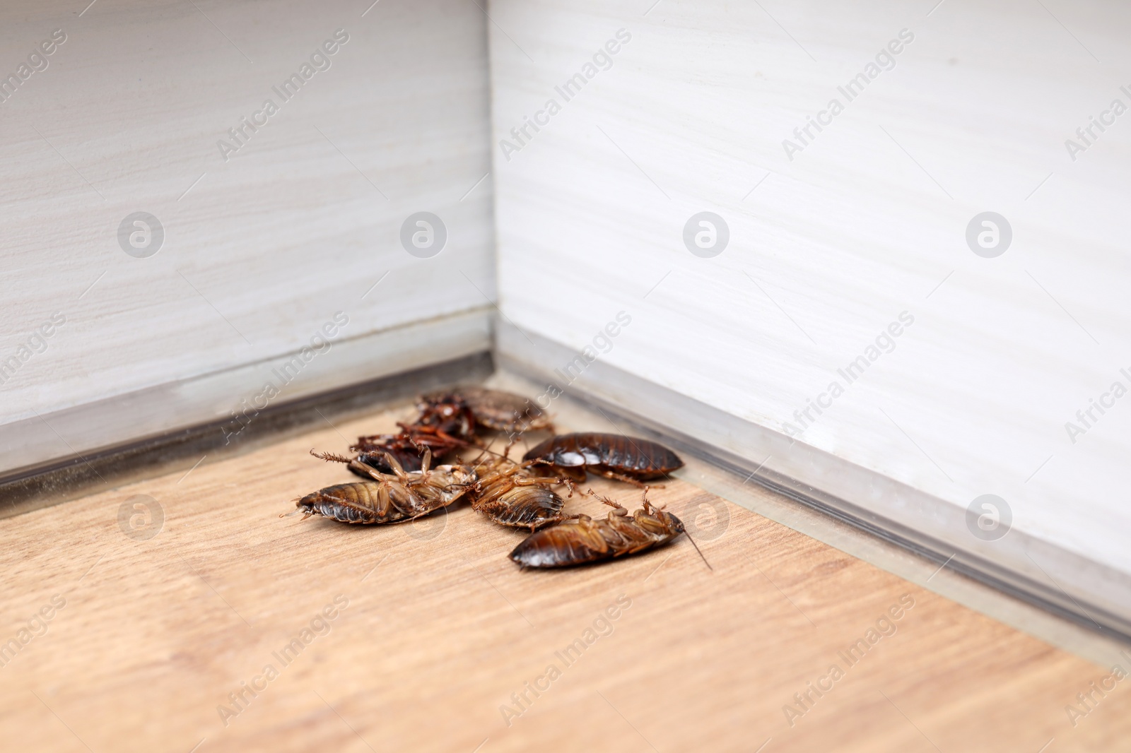 Photo of Cockroaches on wooden floor in corner, closeup. Pest control